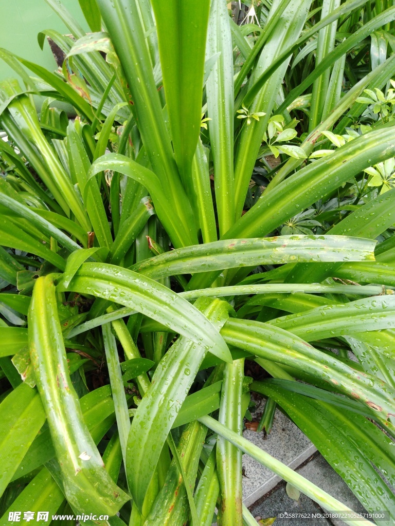美人蕉  美人 植物 美人