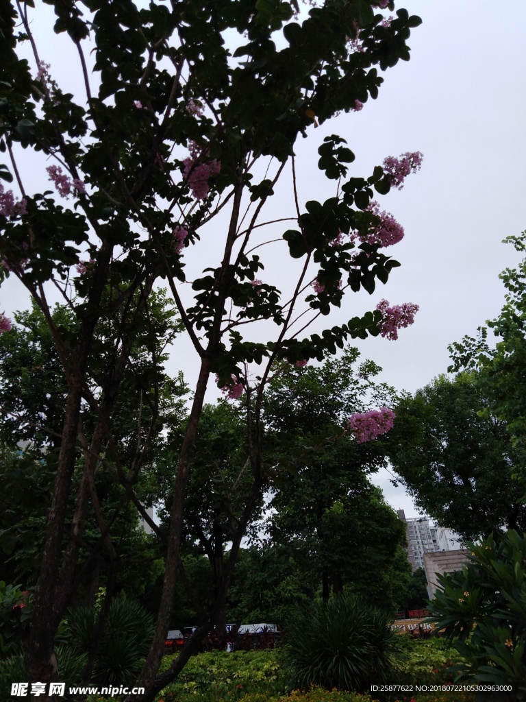 紫薇樹 紫薇花 紫薇