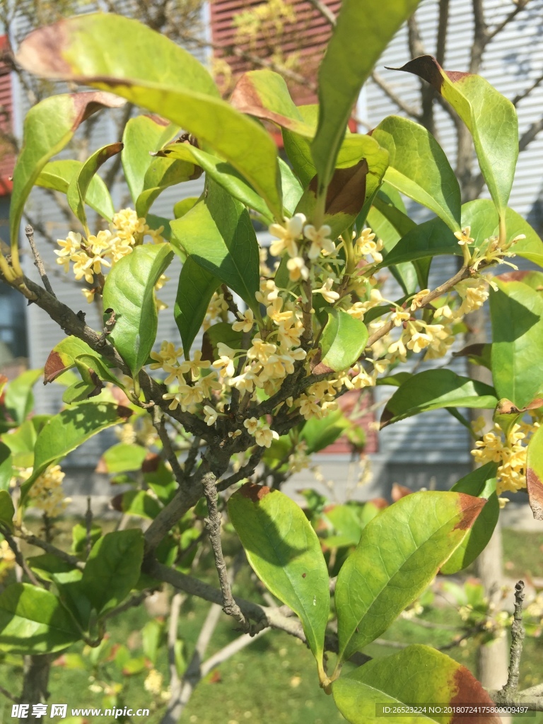 桂花