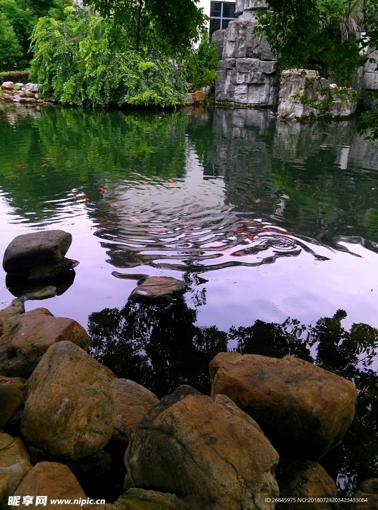 池塘假山锦鲤