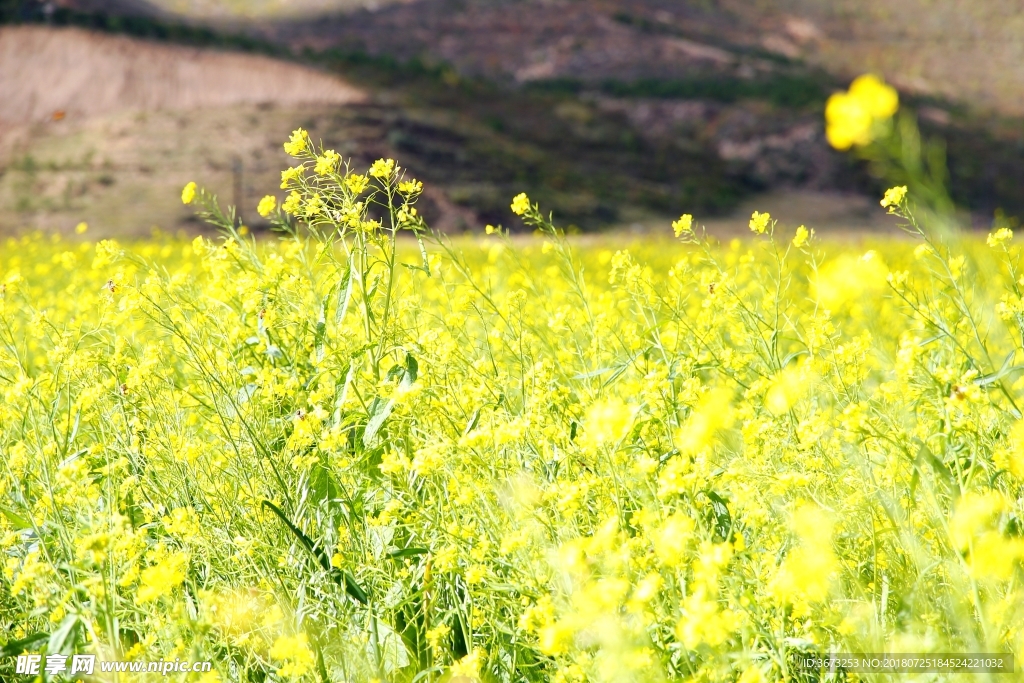 油菜花