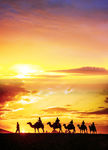 沙漠骆驼夕阳