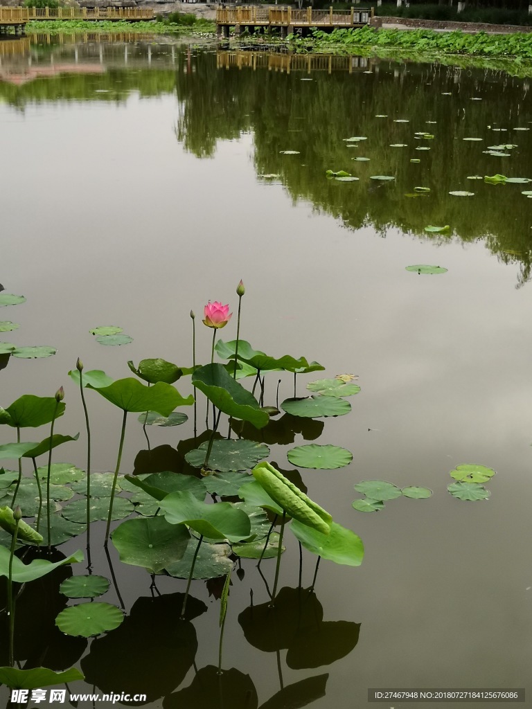 荷花