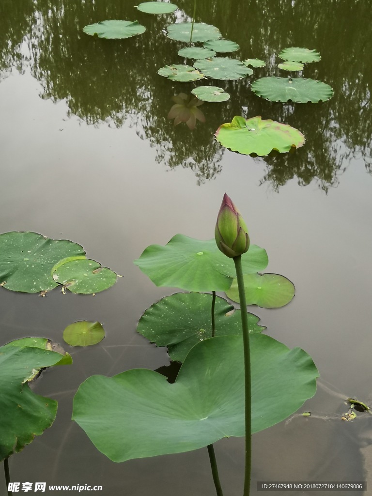 荷花