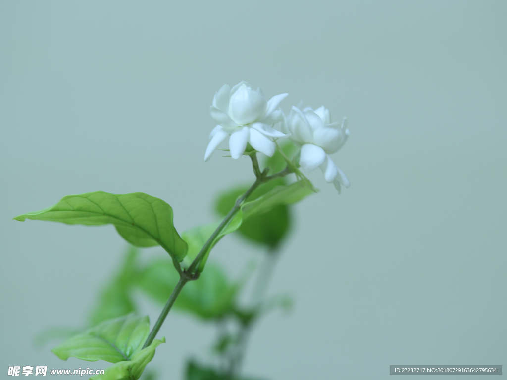 茉莉花