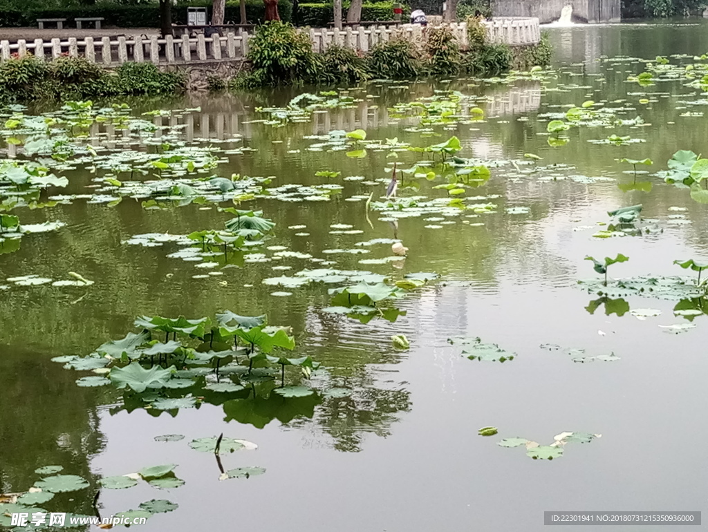 藍(lán)天 白云 花草 荷葉 青青大