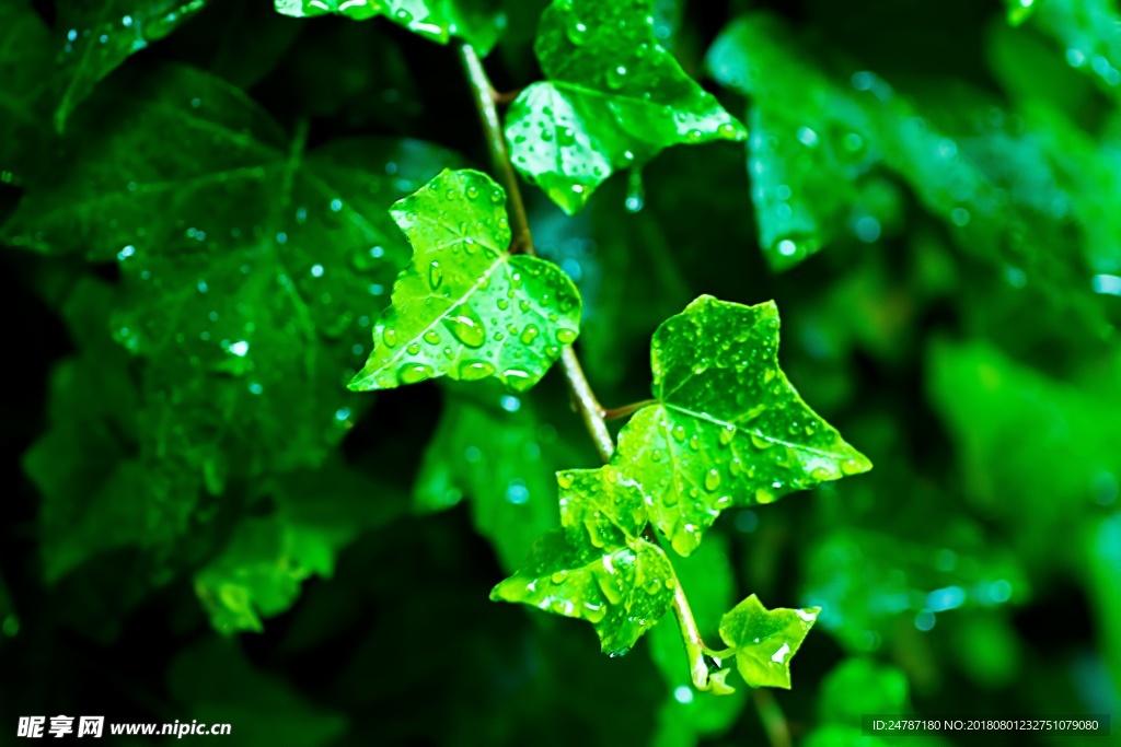 树叶下雨露珠水珠绿叶