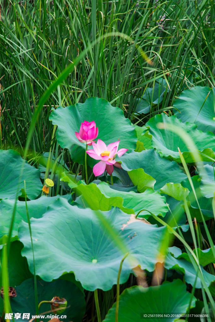 洋湖濕地公園