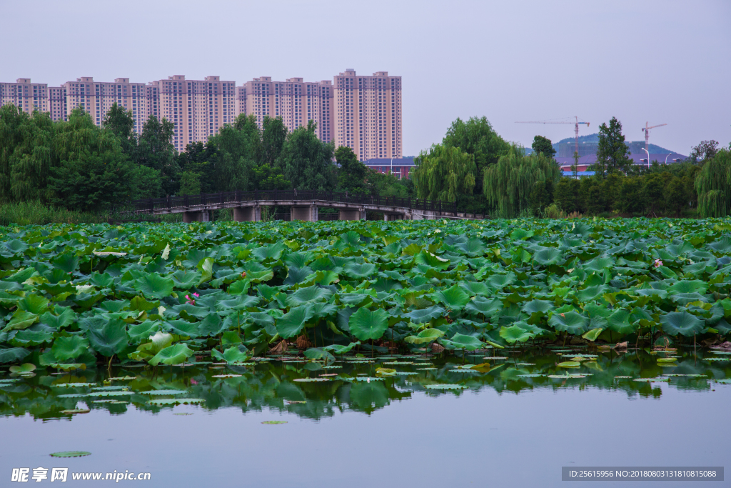洋湖濕地公園