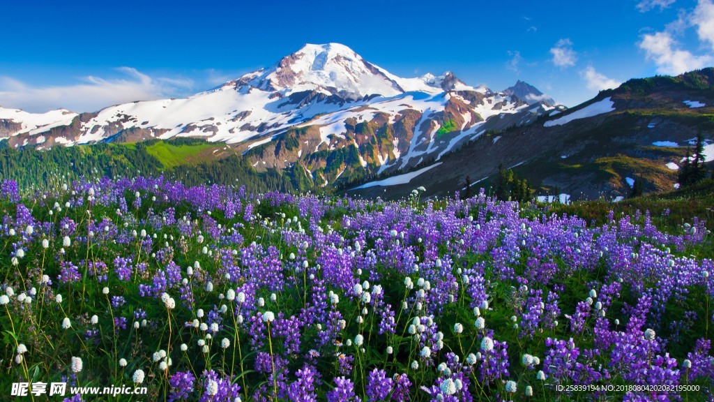 高山 山峰 雪山 森林  樹林