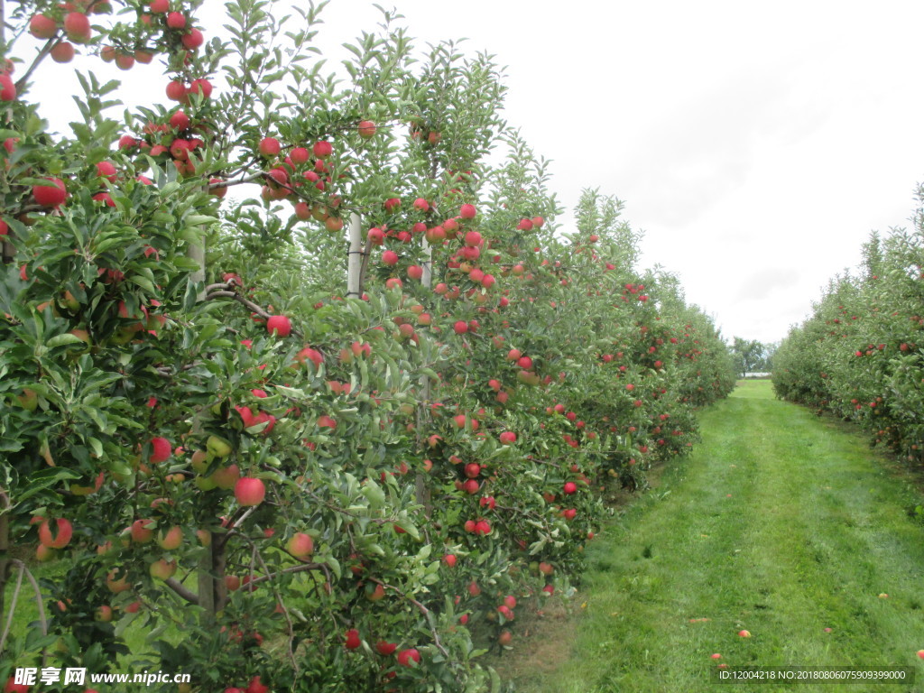 苹果果园 种植基地