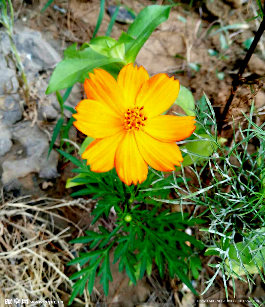 黃花花