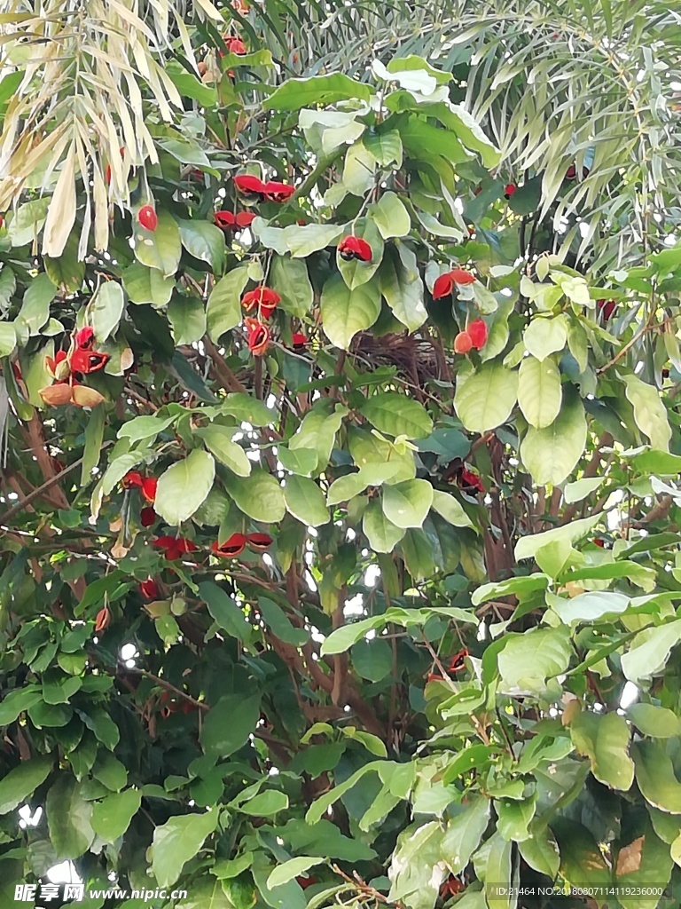 鳳眼果
