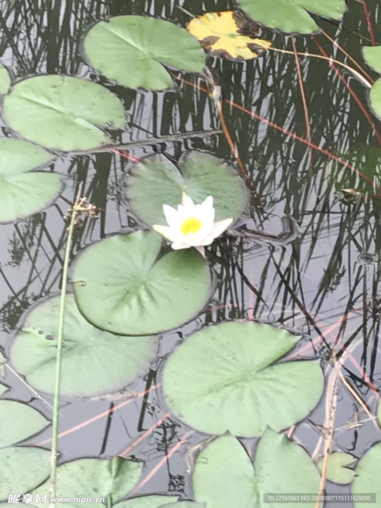綠葉花