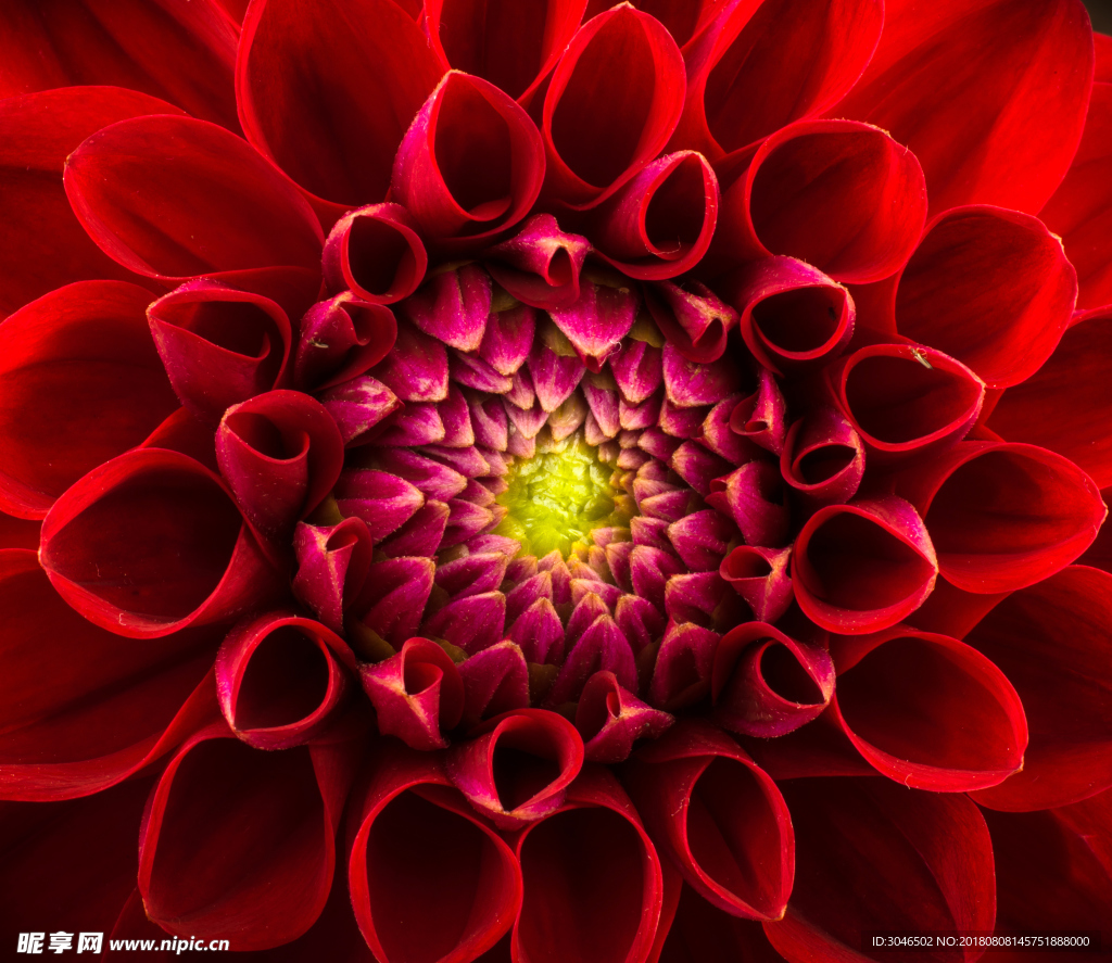紅色鮮花特寫背景