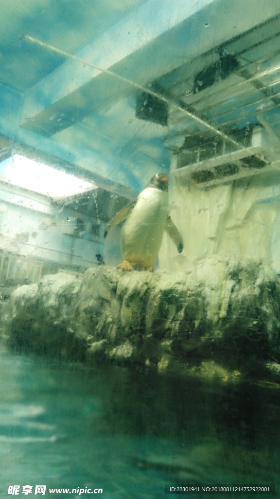 美景 風景 旅游 海洋 動物