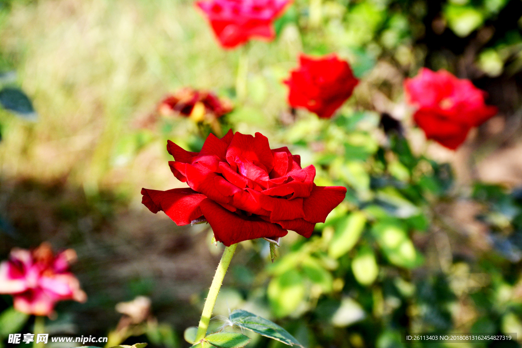 月季花花