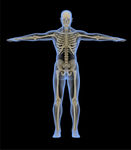 骨骼运动系统