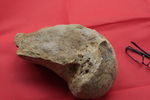 中药龙骨—古代动物化石
