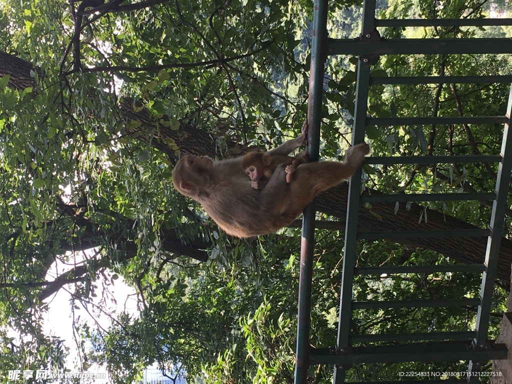 黔靈山公園的猴媽和猴寶