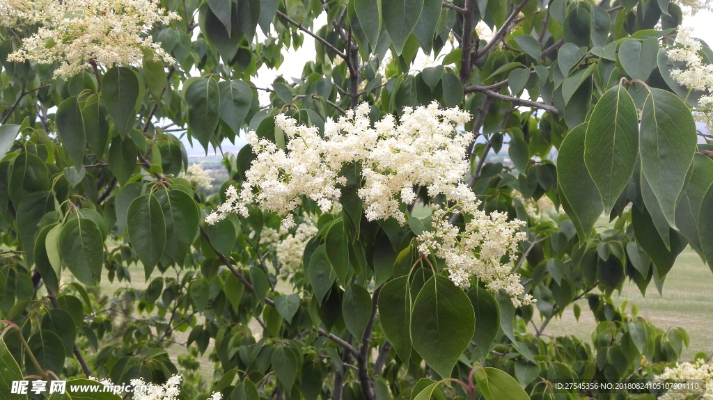 黃色的花