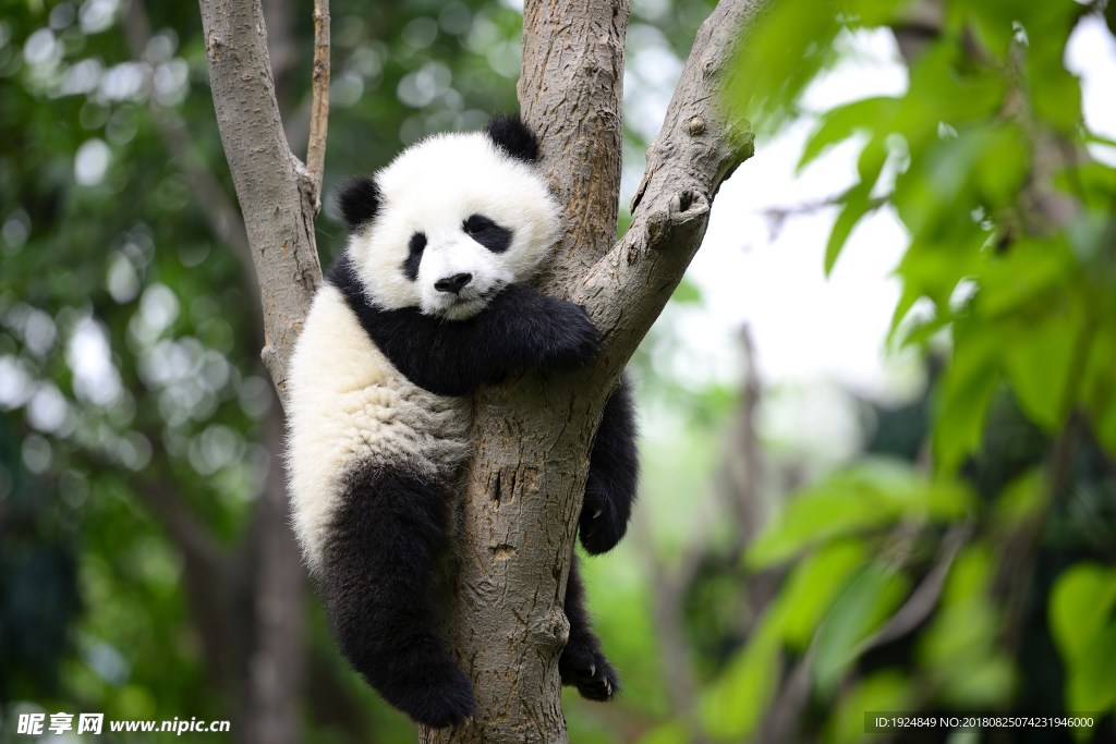 树上懒洋洋的大熊猫