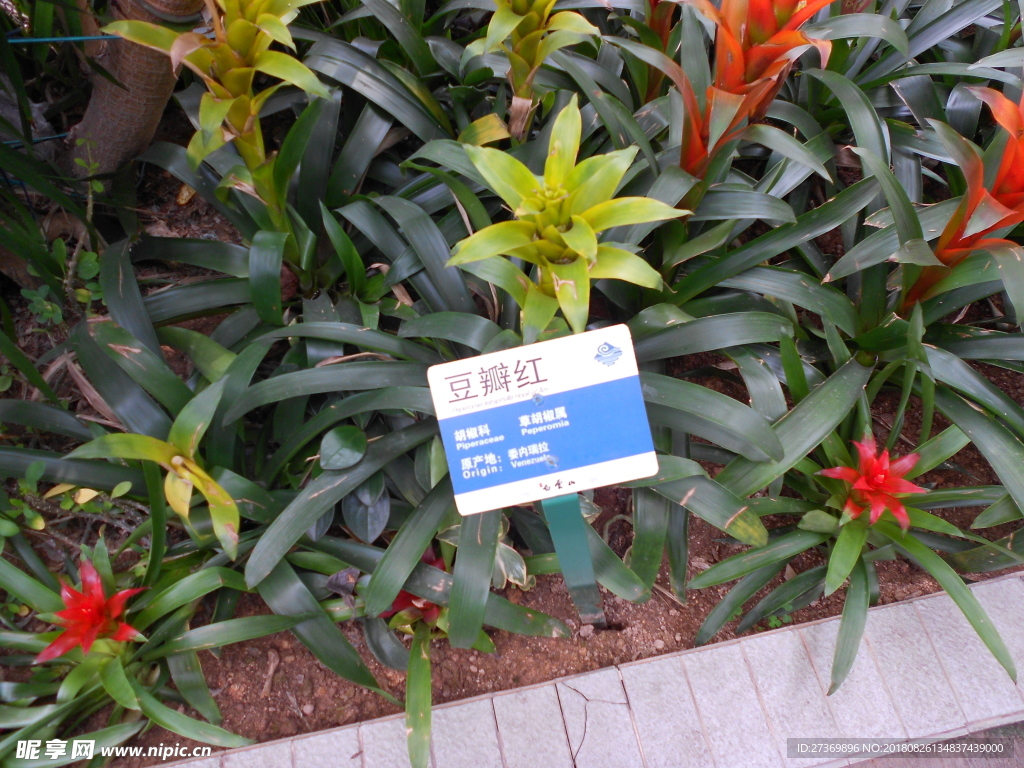 豆瓣紅