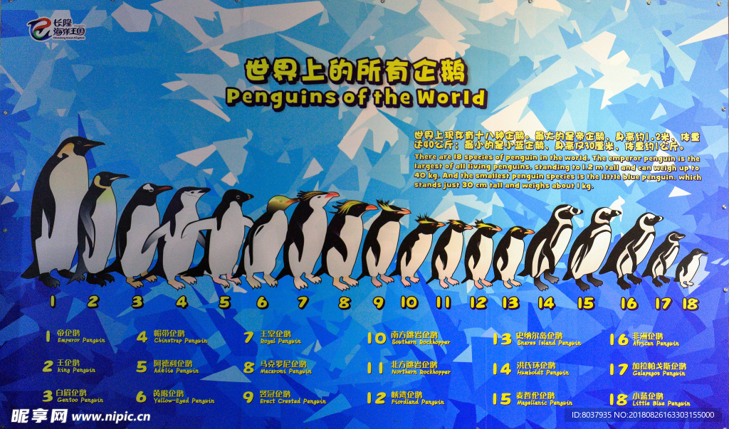 世界上的所有企鹅介绍