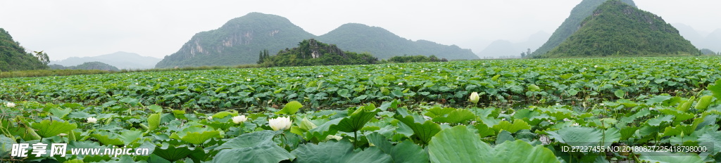 普者黑 天鵝湖