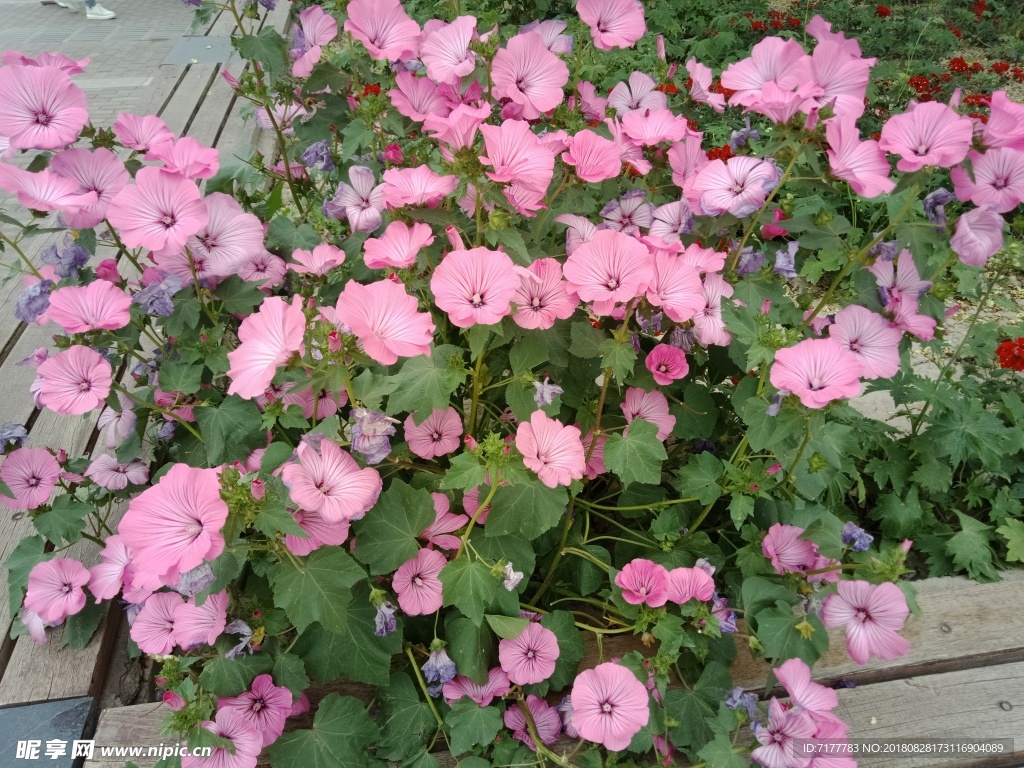 花