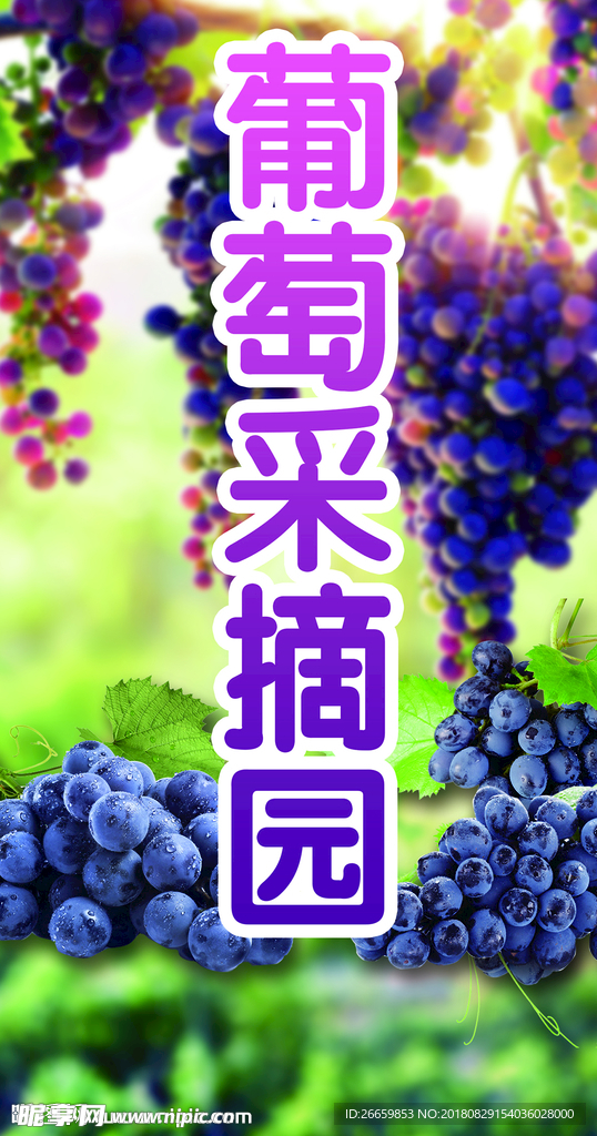 葡萄采摘園