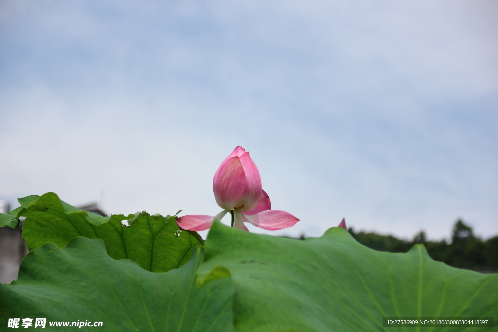 夏荷
