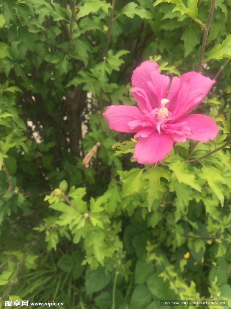夏天