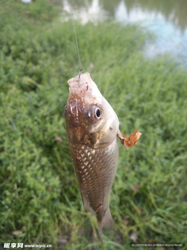 魚 鯉魚