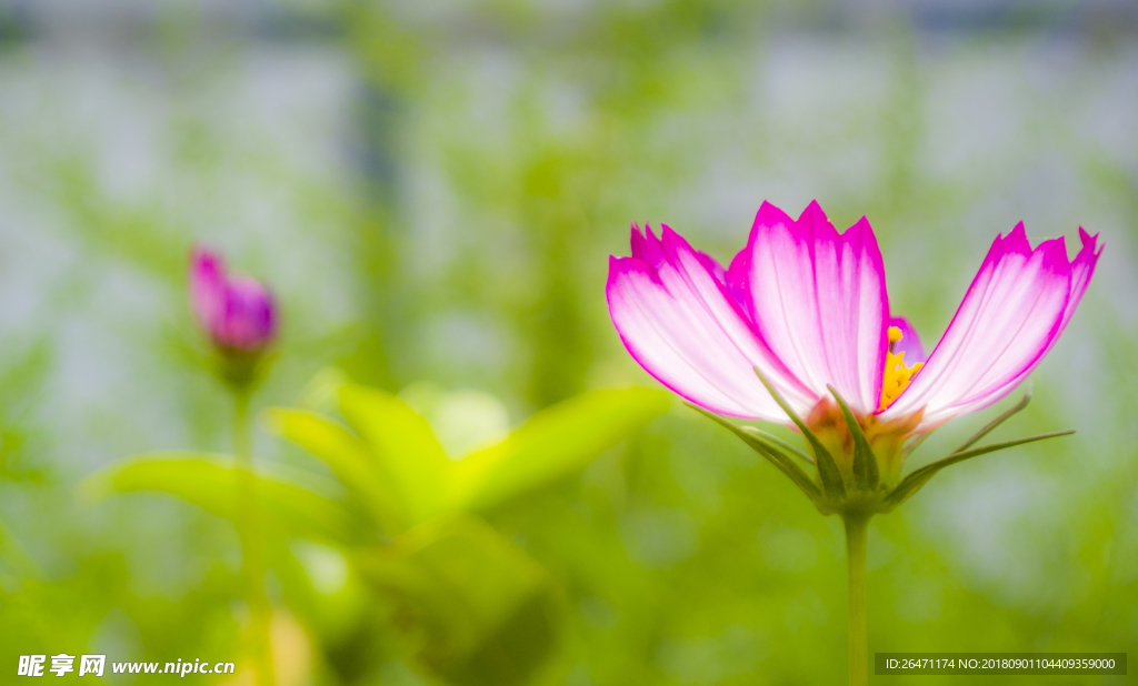 花