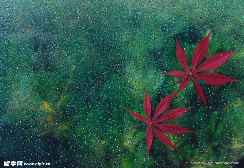 玻璃上的楓葉
