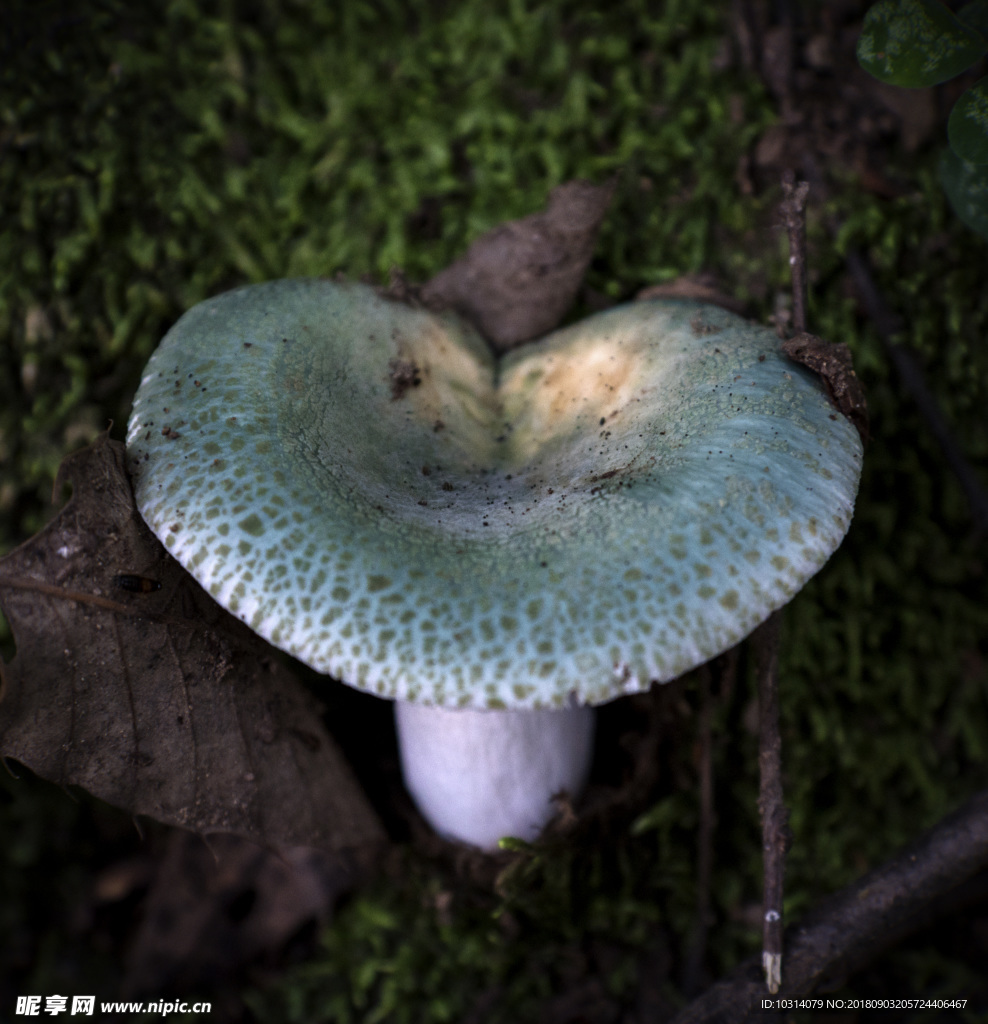 青頭菌