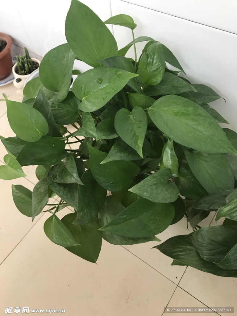 綠意盎然