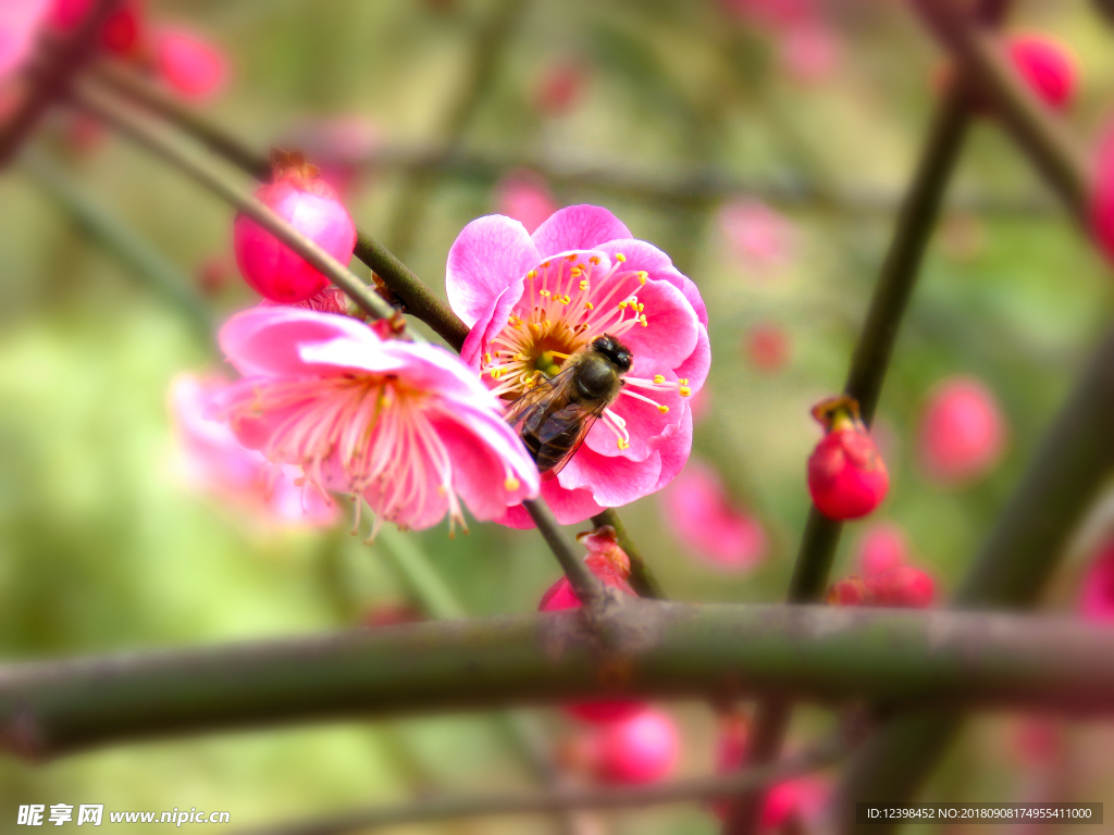 桃花