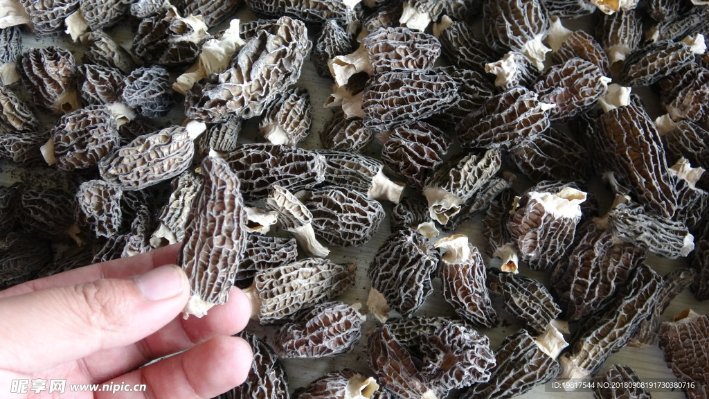云南滿澤羊肚菌圖片