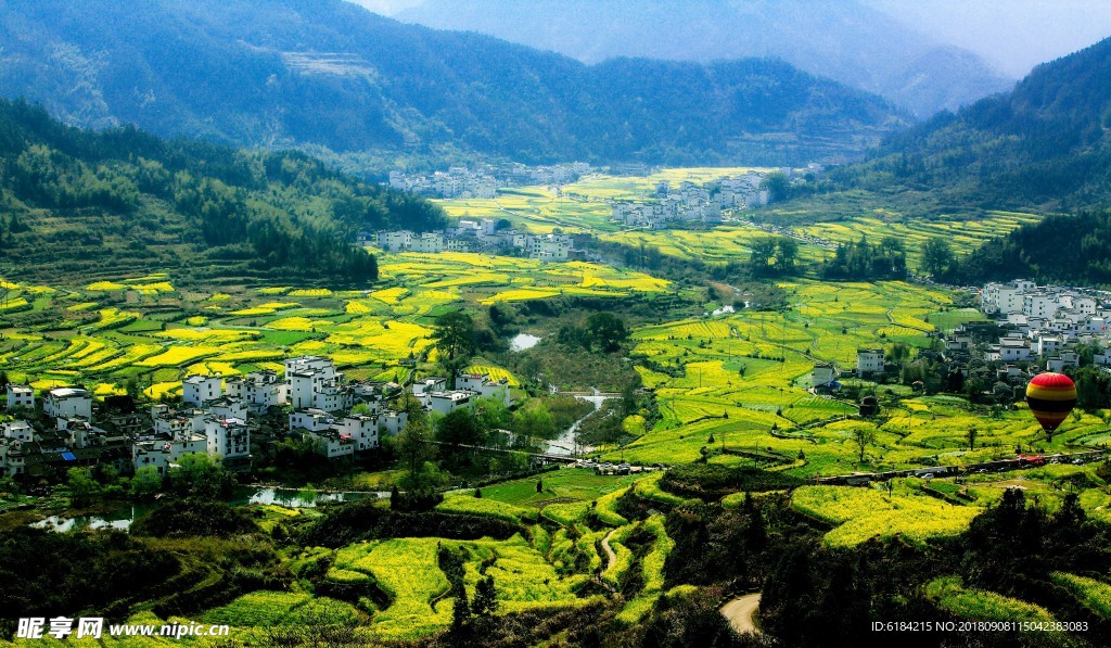 婺源油菜花