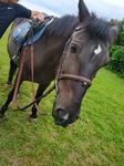 马匹 马术 摄影 素材 骑马
