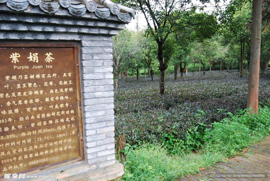 紫鵑 云南 普洱茶樹