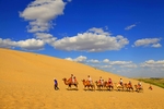 沙漠 骆驼 旅游 观光 蓝天