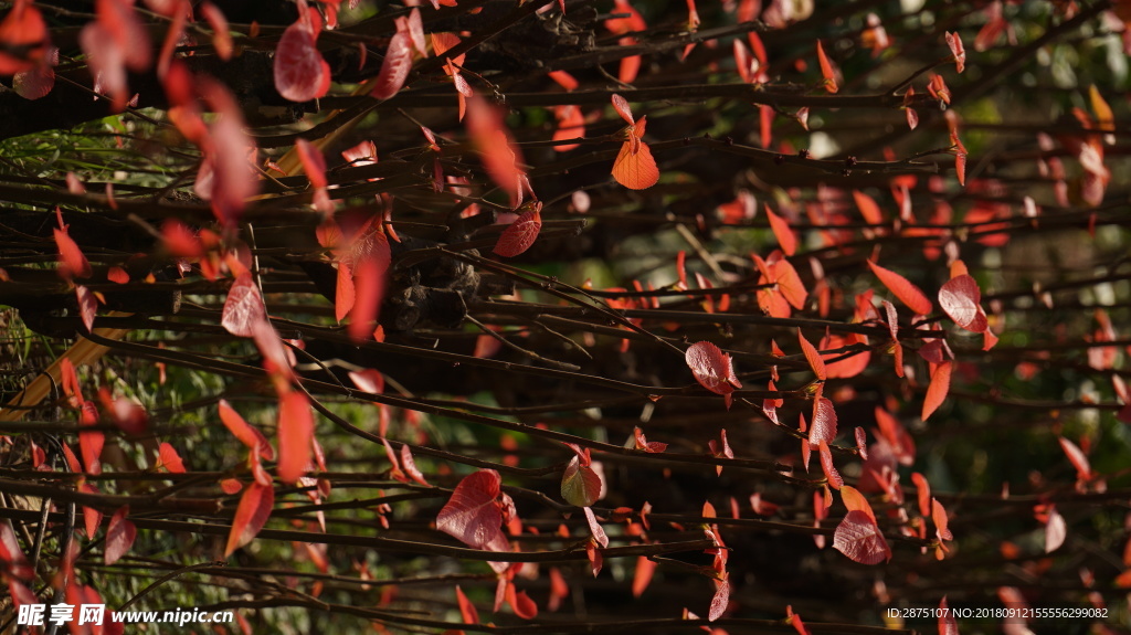 紅葉