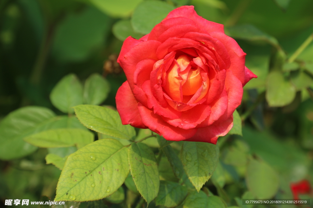 月季花