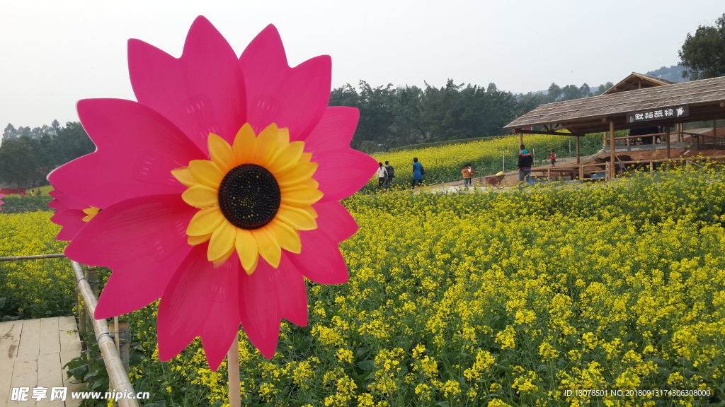 油菜花 風車