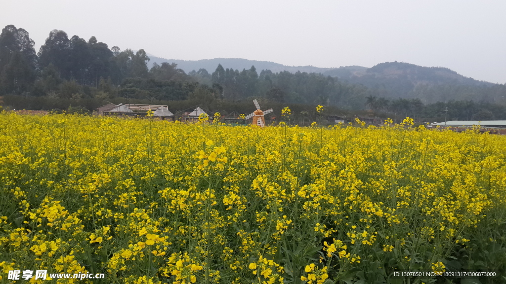 油菜花風景