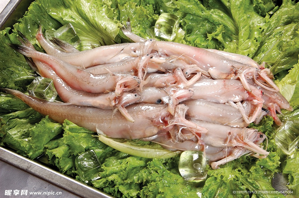 龍魚