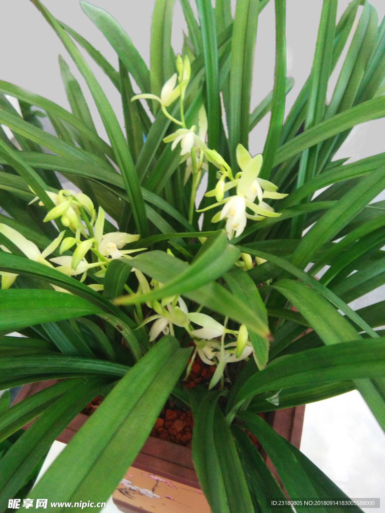 蘭花